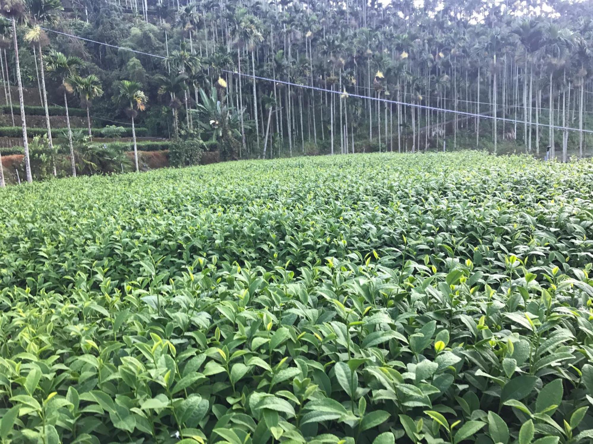 De Ren Tea Gardens Apartment Meishan Екстериор снимка