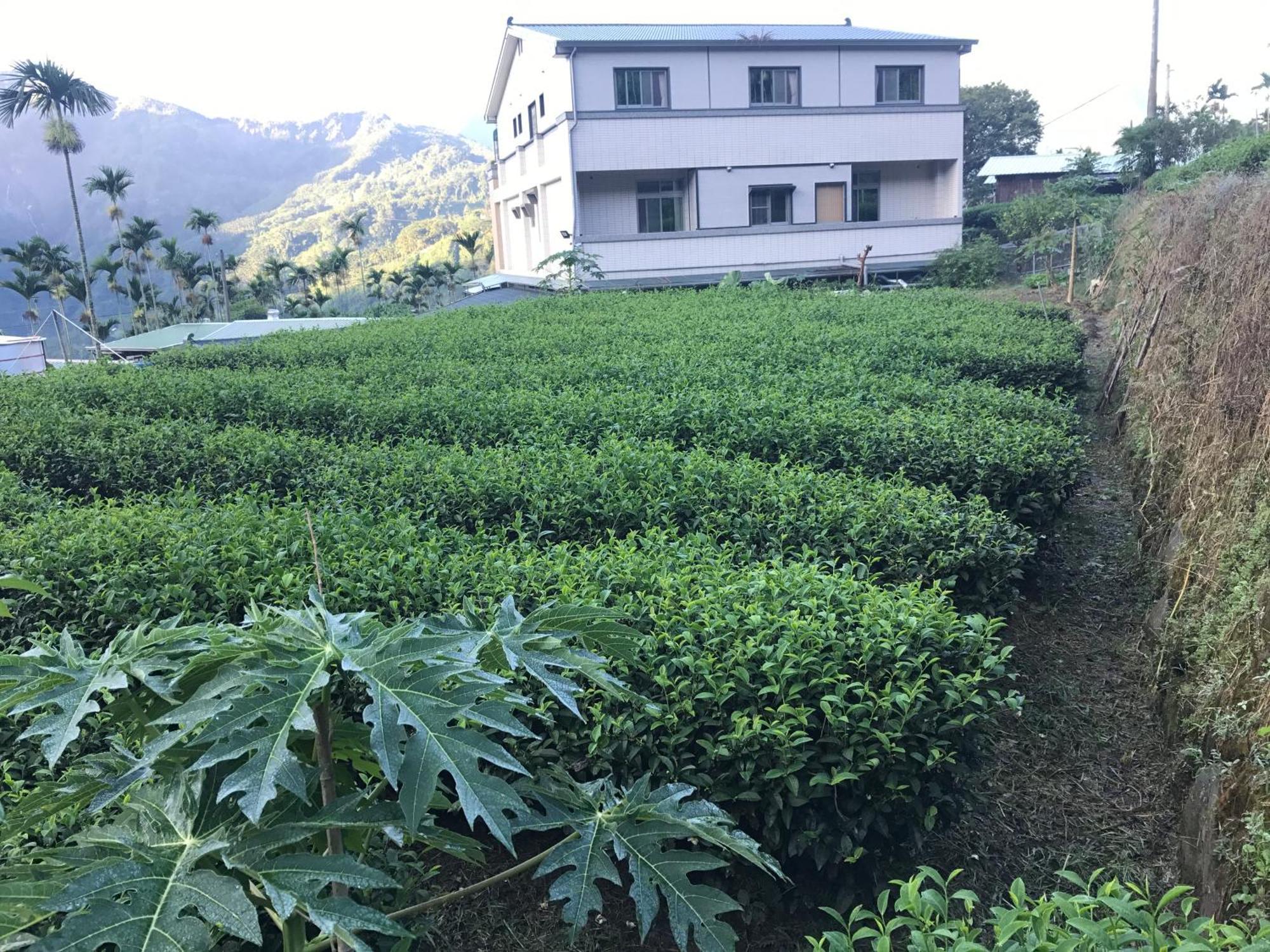 De Ren Tea Gardens Apartment Meishan Екстериор снимка