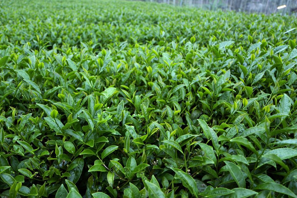 De Ren Tea Gardens Apartment Meishan Екстериор снимка